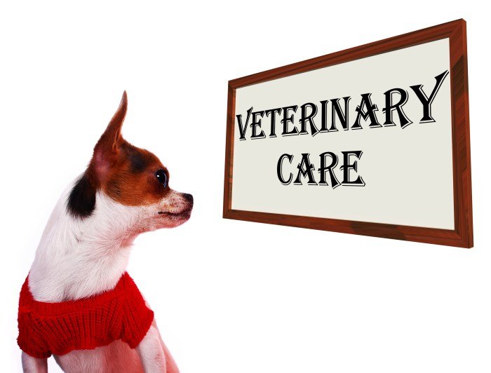 Pet insurance worth