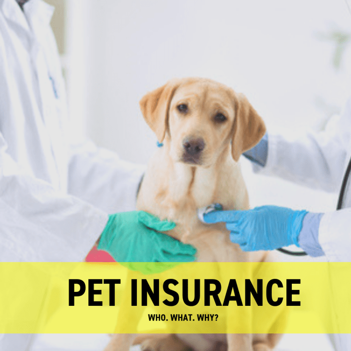 Insurance health pet dog