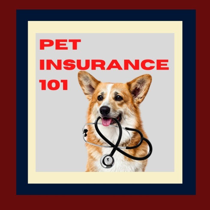 Health paw insurance
