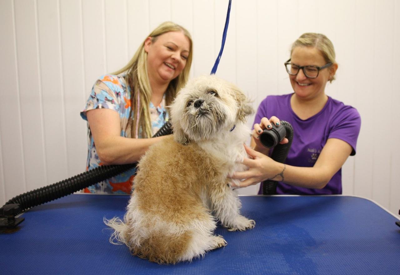 Nurturing greywater renew ficifolia bees corymbia birds Nurturing greywater renew ficifolia bees corymbia birds