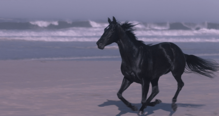 Black beauty 2020