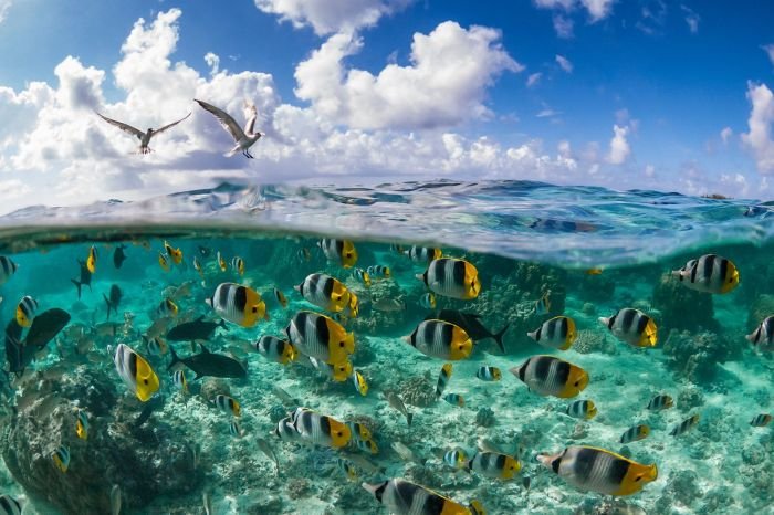 Ocean beauty
