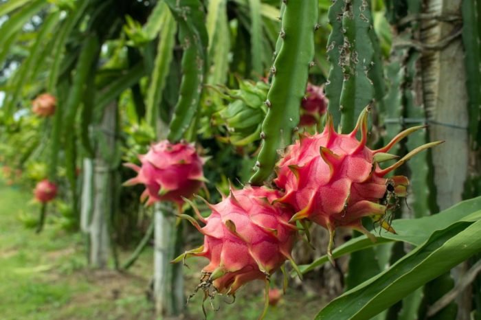 Nutritious richly incredibly beneficial exotic