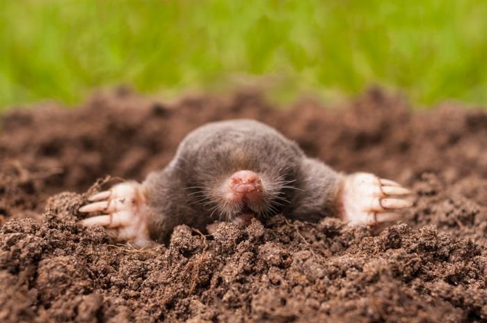 Mole chemistry questions quiz test calculation
