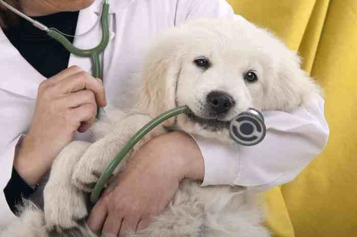 Preventive barriers removing encouraging helps diagnosing lifelong retriever