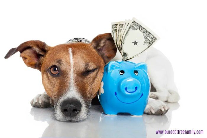 Insurance pet dog