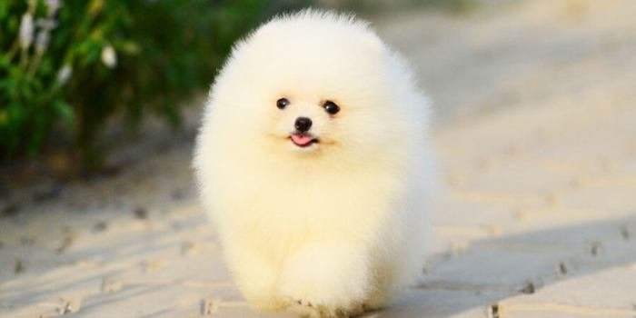 Adoption pomeranian cutest yourdogadvisor