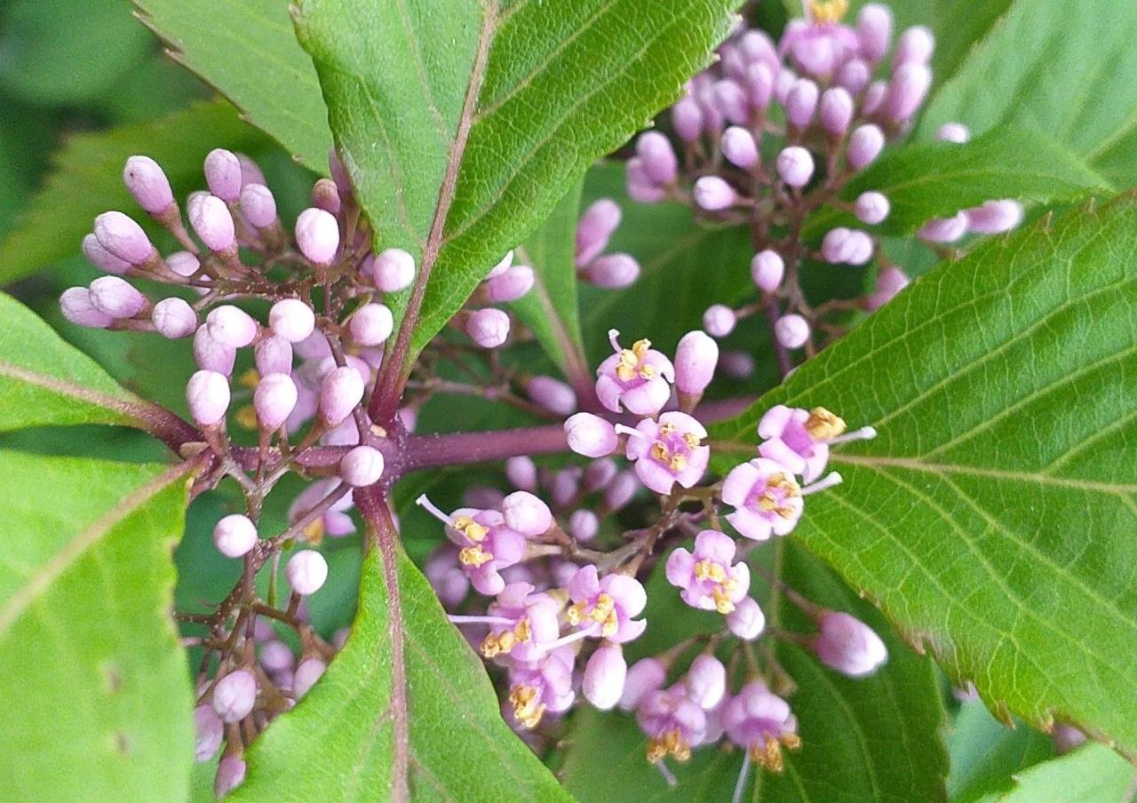 Callicarpa profusion ie
