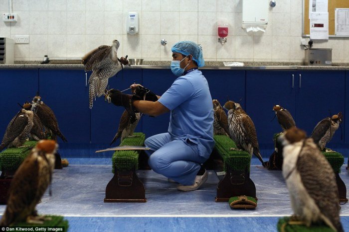 Falcon health