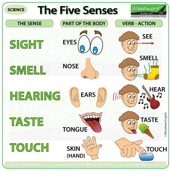 Sense