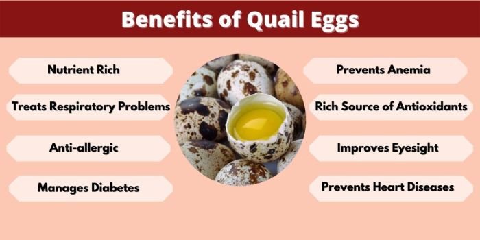 Quails eggs health benefits