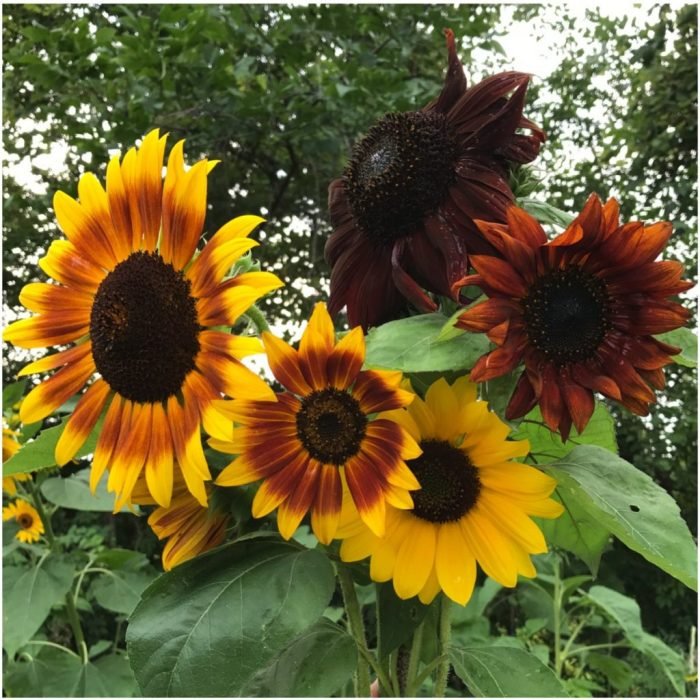 Autumn beauty sunflowers blooming sunflower