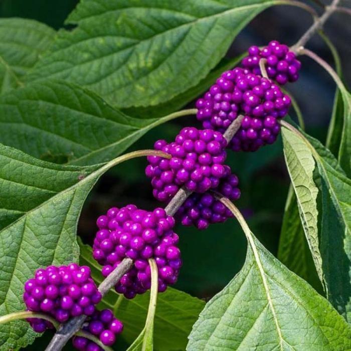 Beauty berry bush