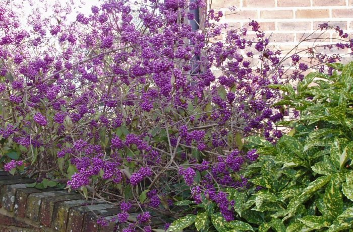 Callicarpa americana beautyberry mulberry starr