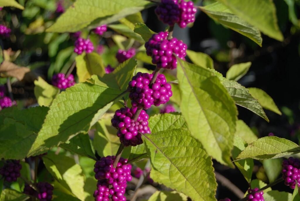 Callicarpa beautyberry any name other americana revolutionarygardens
