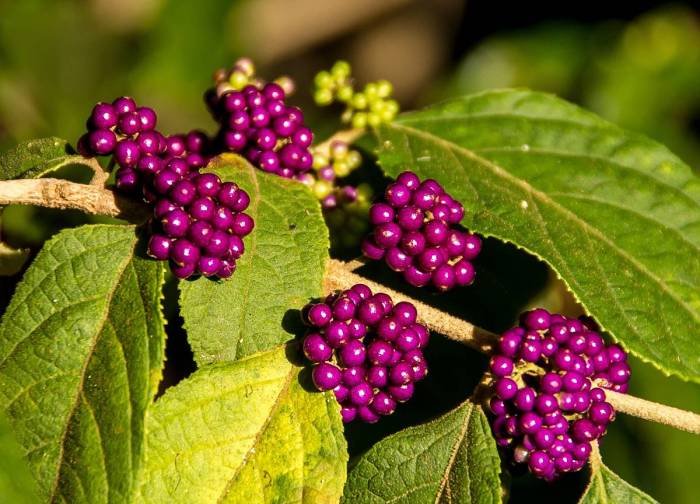 Callicarpa entretien floraison