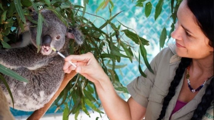 Koala health