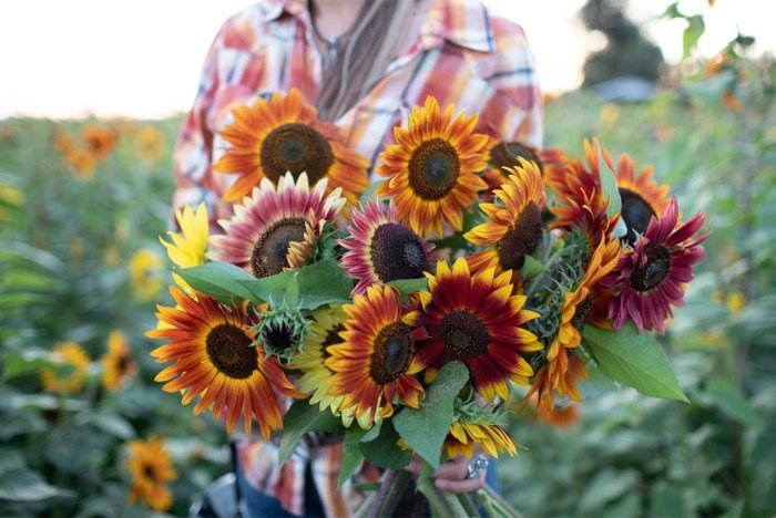 Heirloom seeds sunflowers sandiegoseedcompany
