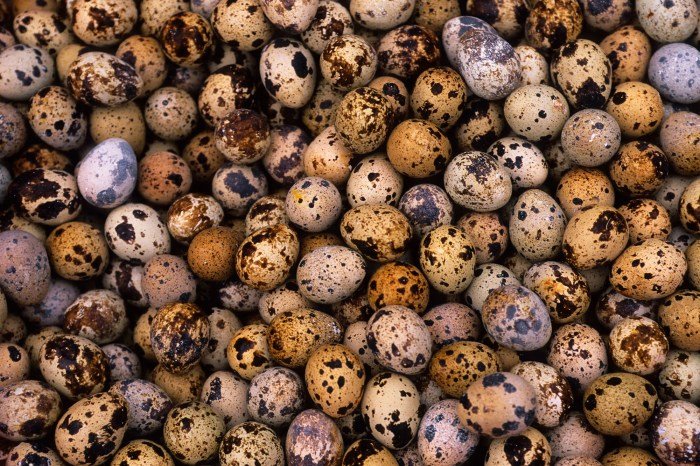 Quails eggs health benefits