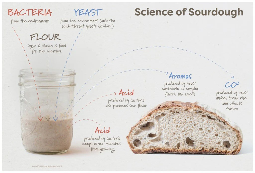 Health benefit of sourdough bread