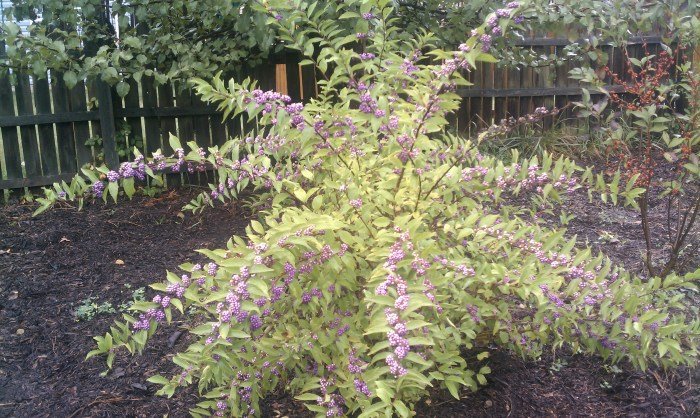Amethyst early callicarpa plant berries purple