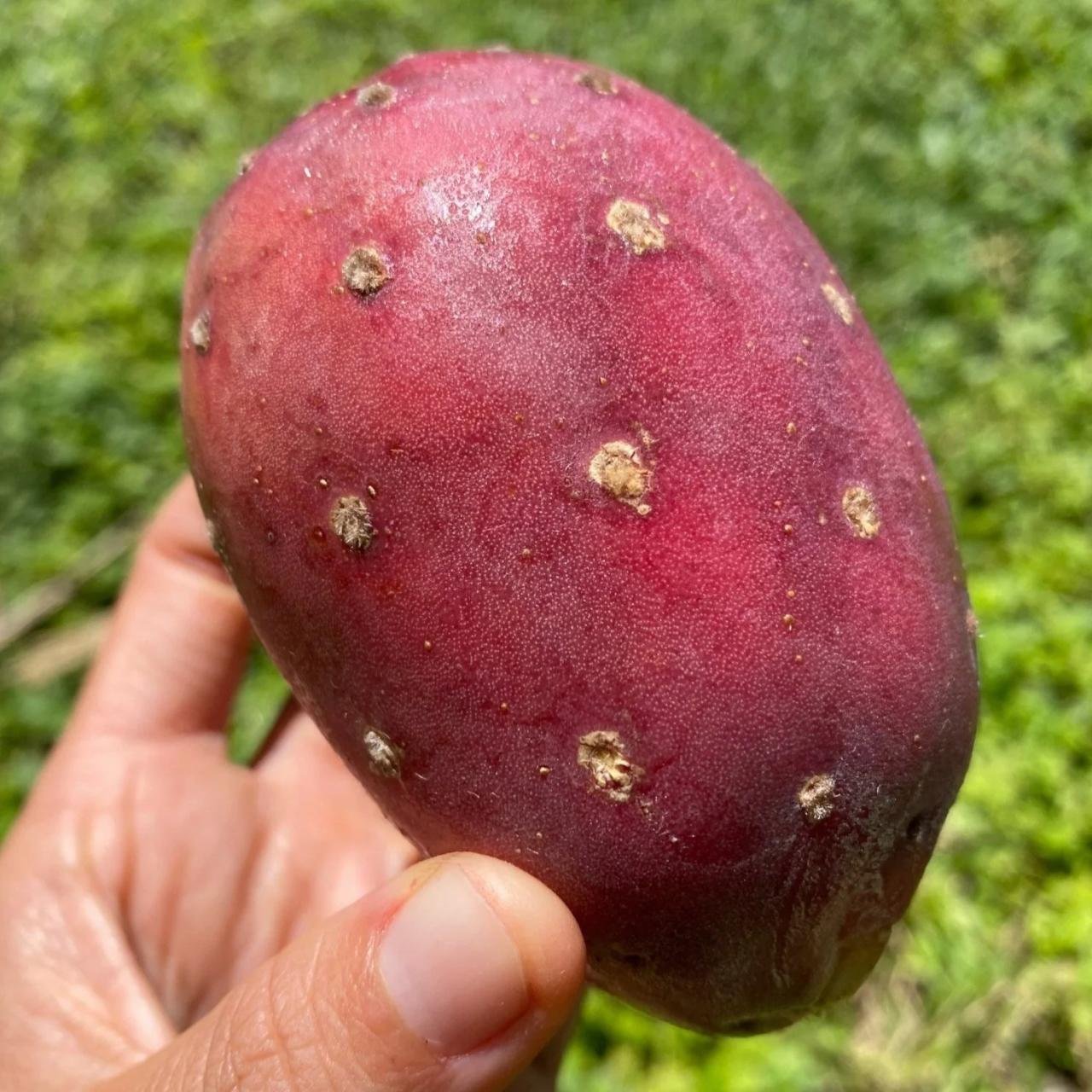 Pear prickly cactus benefits spiked great
