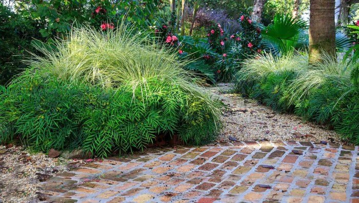 Platinum beauty lomandra