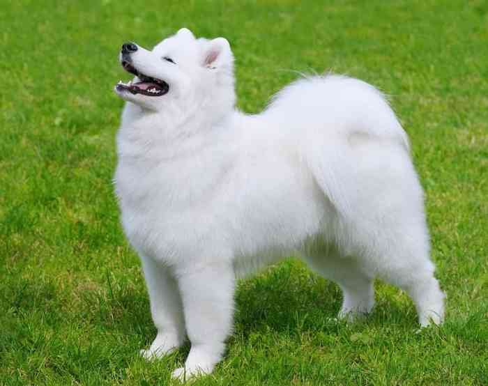 Canas beauty