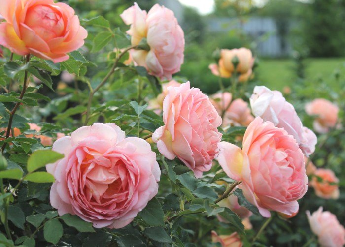 Beauty briar