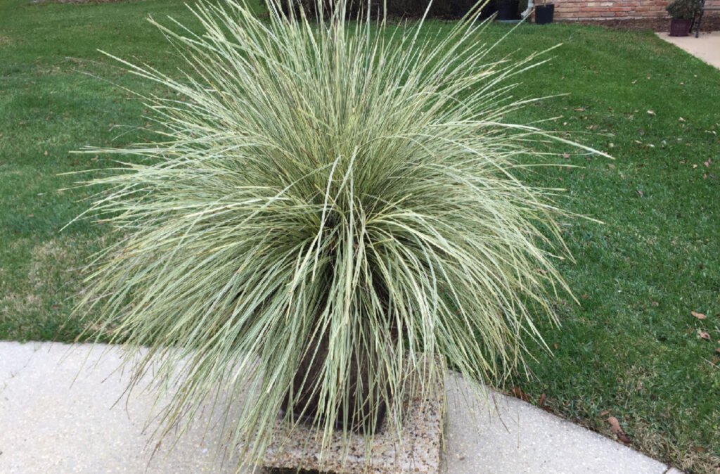 Platinum beauty lomandra