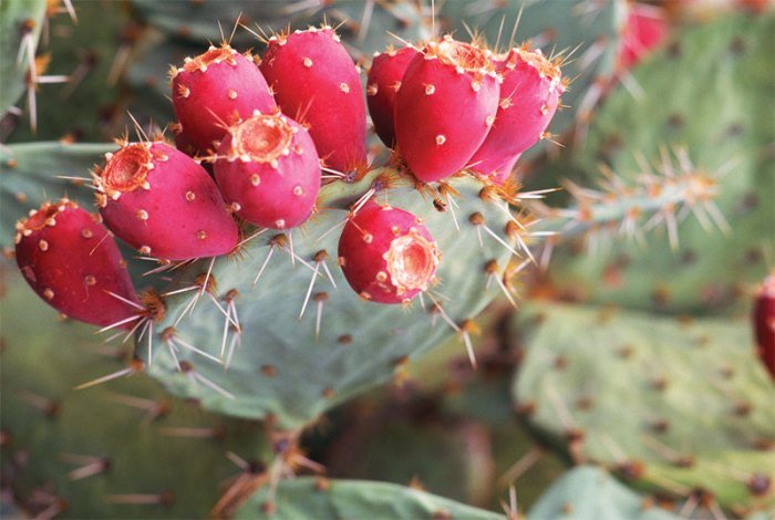 Health benefits of prickly pear