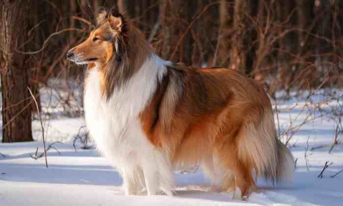 Dog cute wallpapers hd baby girl dogs