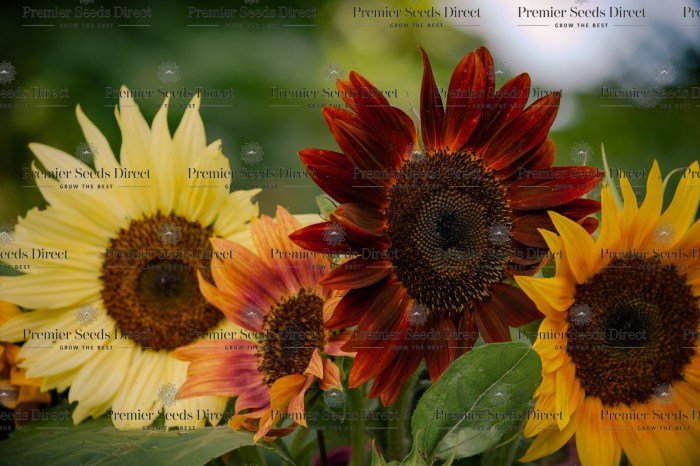 Autumn beauty sunflower