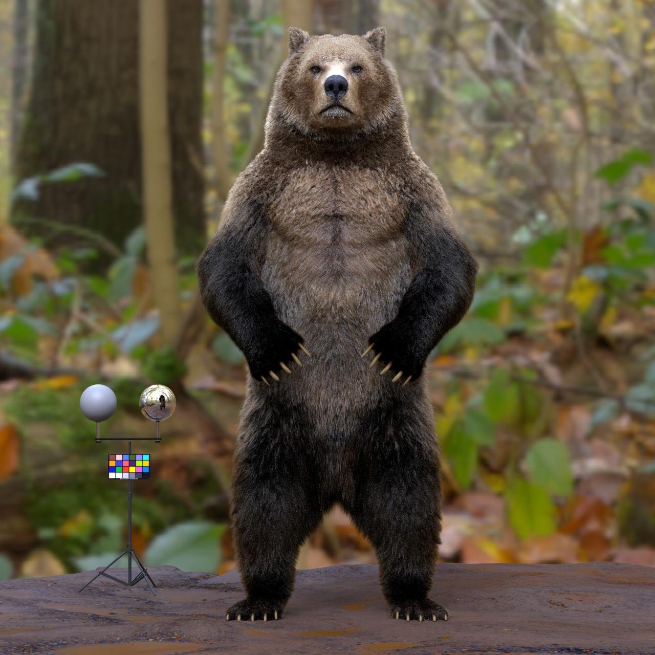 Bears fitness