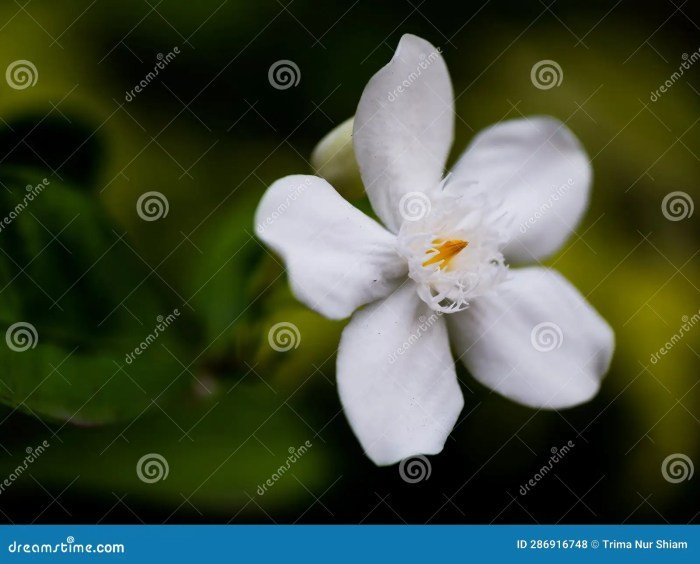 August beauty gardenias