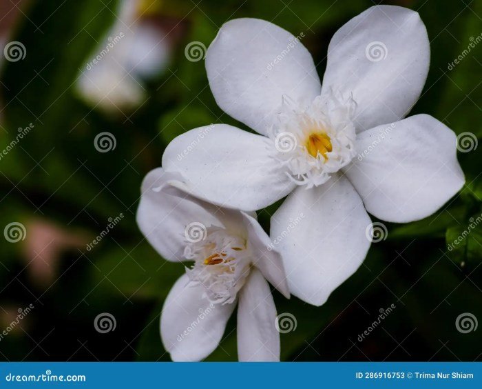 August beauty gardenias