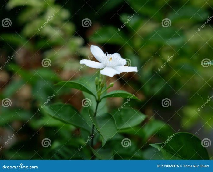 August beauty gardenias