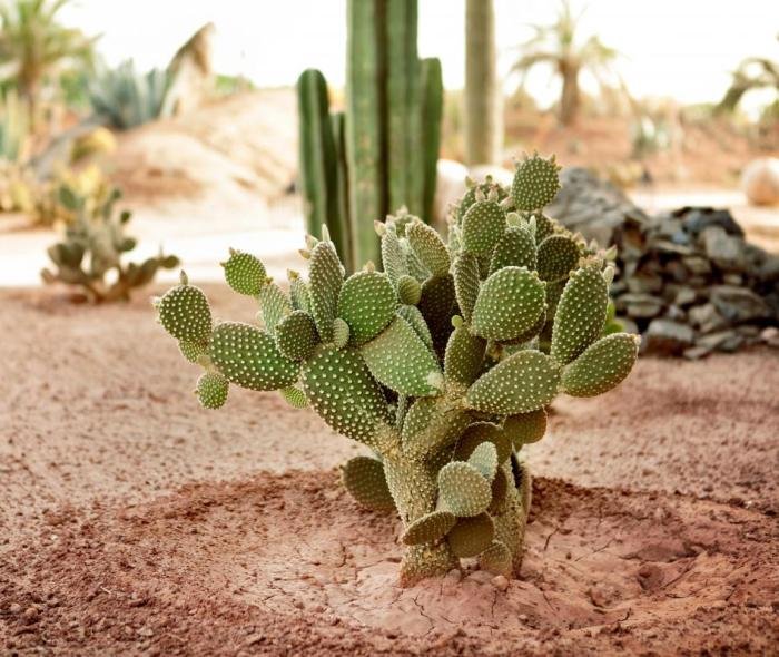 Prickly pear pears eating