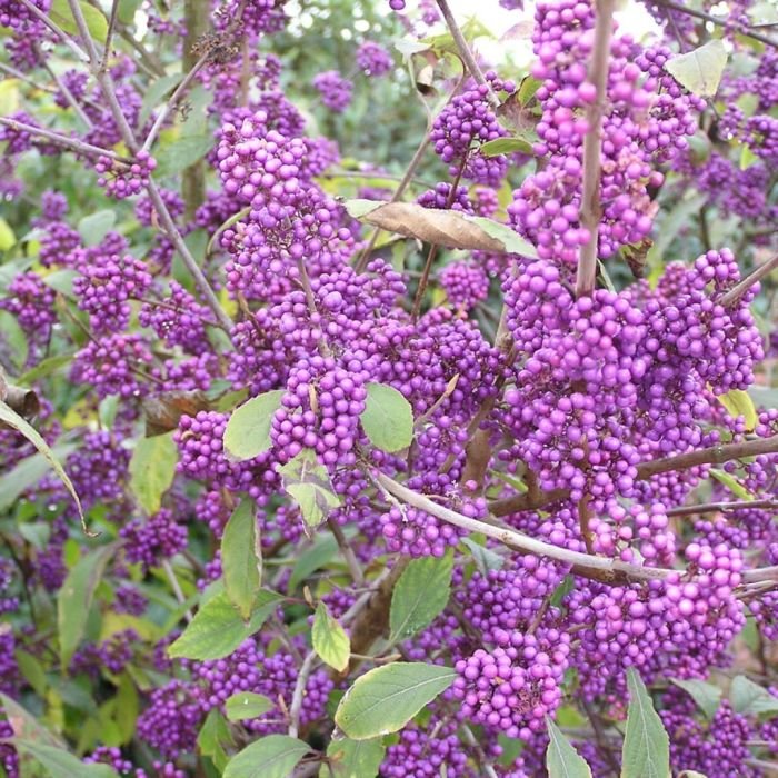 Callicarpa bodinieri profusion giraldii var syn gardentags