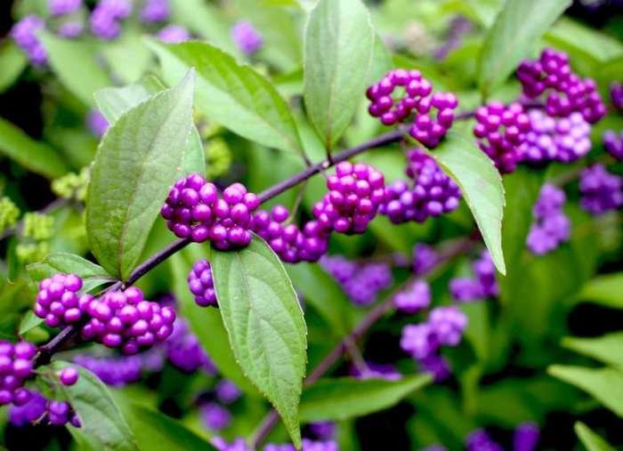 Beauty berry bush