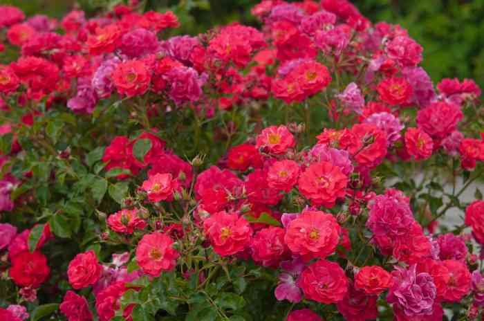 Beauty briar