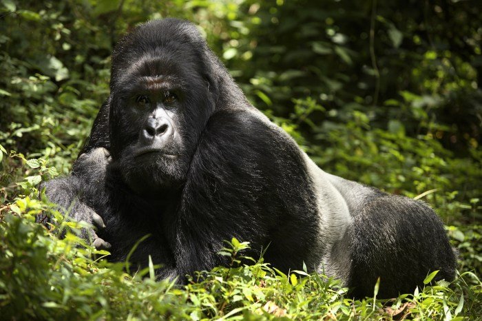 Gorilla health