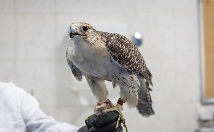 Falcon health