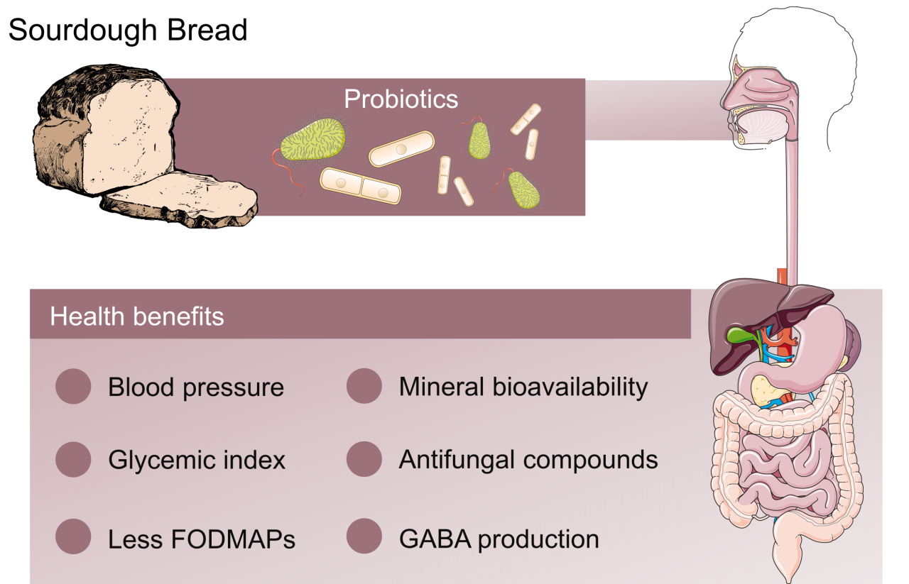 Health benefit of sourdough bread