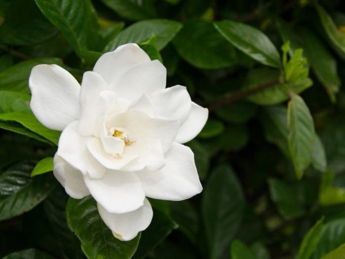 August beauty gardenias