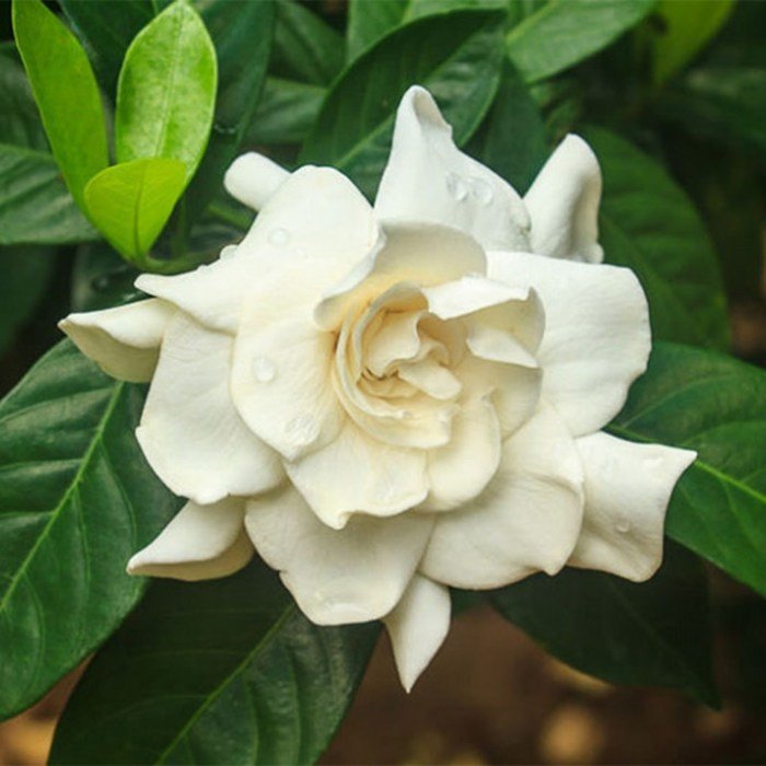 August beauty gardenias