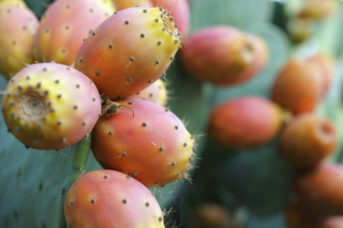Pear prickly pears diabetes digestion nutrition lemon carbs nopalitos cholesterol ulcers stomach