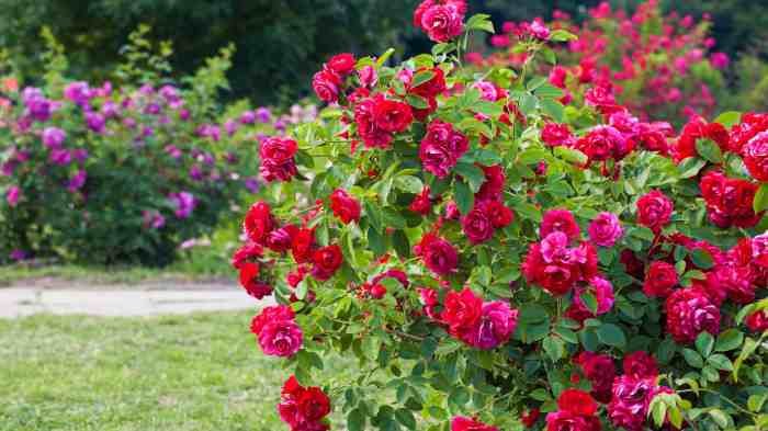 Oso bush proven rosa beginner caring
