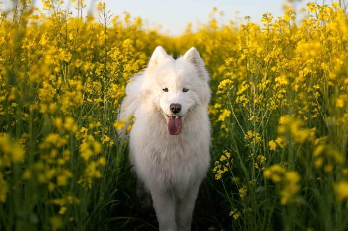 Dogs