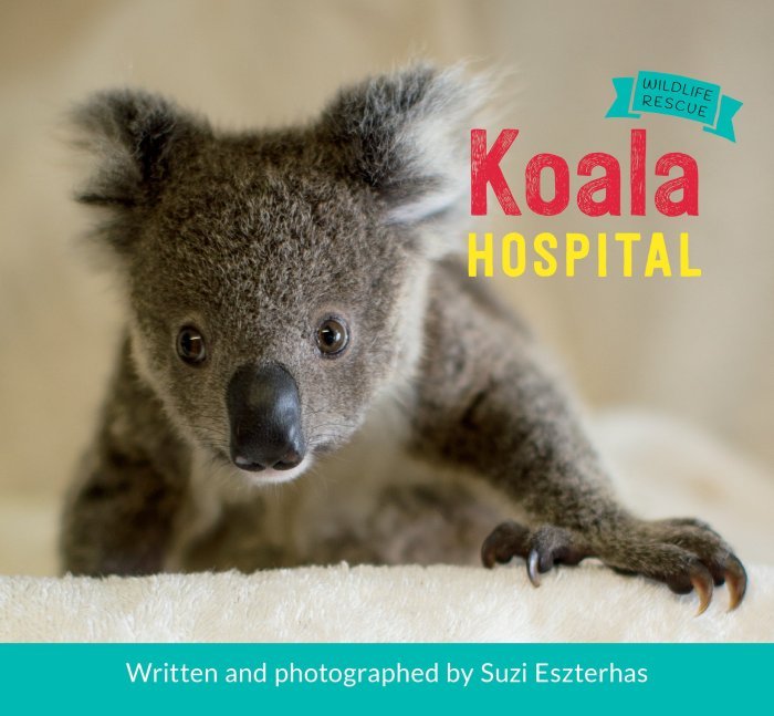 Koala health